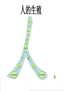 生物：1.2《人的生殖》课件5(人教版七年级下)