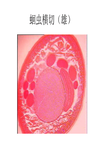 华中农业大学普通动物学实验原腔与环节动物