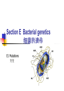 水处理微生物学双语516