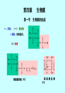 4生物膜