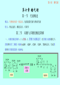 6糖代谢