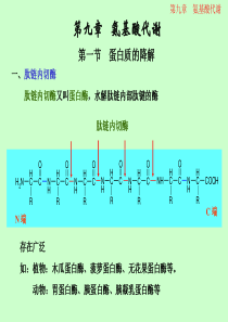 9氨基酸