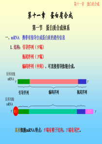 11蛋白质合成1