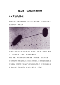 第五章活性污泥中的微生物