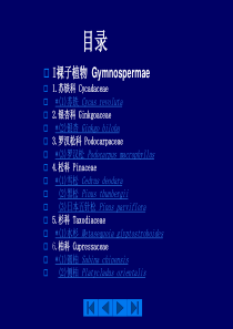 校园常见植物