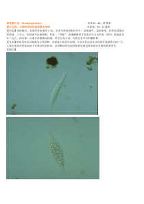 菌相中间性活性污泥类