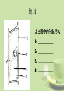 七年级科学上册-第四节-细胞课件-浙教版