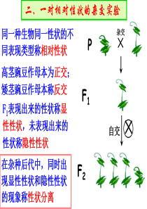 高中生物必修二-复习课件-