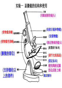 显微镜结构图及使用方法