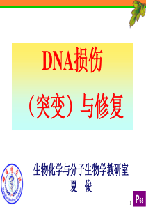 DNA损伤、突变和修复