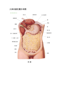 人体内脏器官分布图