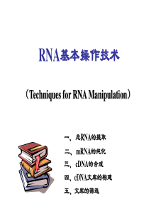 RNA-基本操作技术