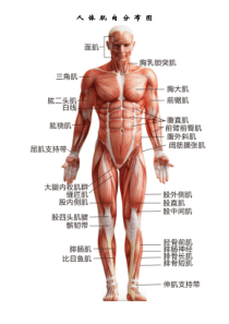 人体肌肉分布图(A3高清)