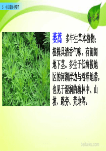 链接1蒌蒿和芦芽ppt课件部编版小学语文三年级下册课件