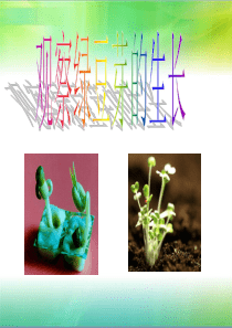 教科版科学五年级上册3.观察绿豆芽的生长