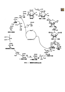 《生物化学》重点图解