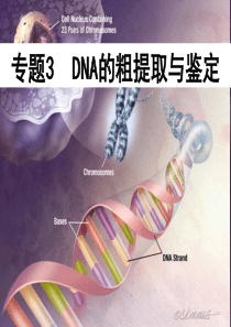 DNA的粗提取与鉴定.ppt