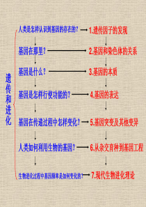 人教版高中生物必修2孟德尔的豌豆杂交实验一-二共52张PPT.ppt