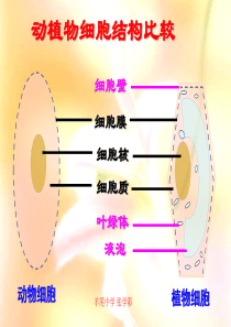 细胞的生活.ppt