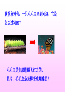 昆虫的生殖和发育