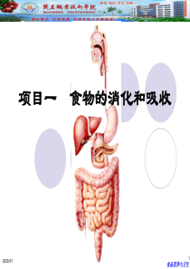 项目1-食物的消化和吸收