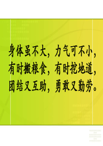 小学科学《蚂蚁》