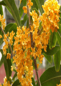 《桂花雨》第一课时