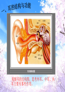 科教版四年级科学上《我们是怎样听到声音的》课件