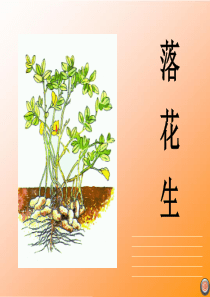 《落花生PPT课件》