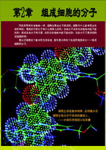 生命活动的主要承担者——蛋白质