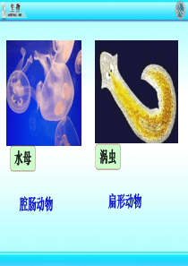 八年级生物上册鱼