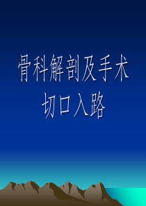 骨科解剖及手术切口入路ppt课件