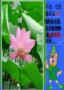 《种子植物》PPT课件