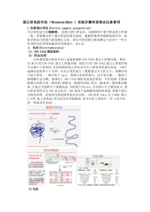 蛋白质免疫印迹(Western-Blot-)实验步骤和原理及注意事项