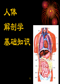 人体解剖学基础概述