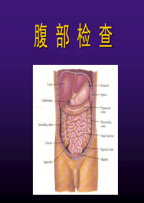 健康评估  腹部检查