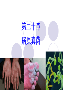 兽医微生物学课件---病原真菌