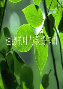 《植物的叶与蒸腾作用》PPT(完美版)