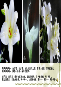 茹志鹃《百合花》课件-