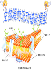 生物膜流动镶嵌模型