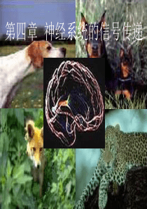 第4章 神经系统的信号传递