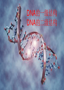 DNA的一级与二级结构