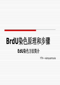 BrdU染色原理和步骤