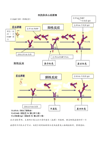 胶体金法各种方法法原理