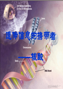 遗传信息携带者——核酸