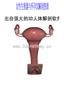 女性生殖器与怀孕3D解剖图谱