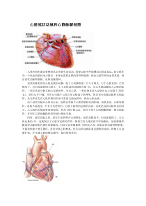 心脏冠状动脉和心静脉解剖图