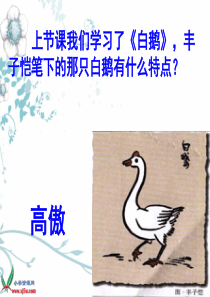 白公鹅-ppt(精品课件)-四年级上语文