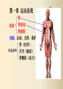 骨与骨连接