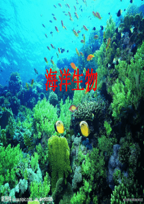 奇妙的海洋生物